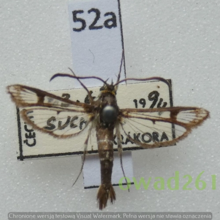 Pyropteron triannuliformis (Freyer, 1843) Czech52a